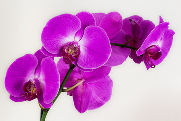 Obraz na płótnie Canvas Zen orchid