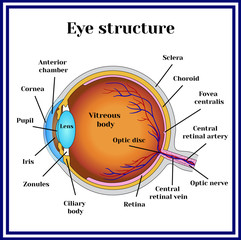 Eyeball structure.