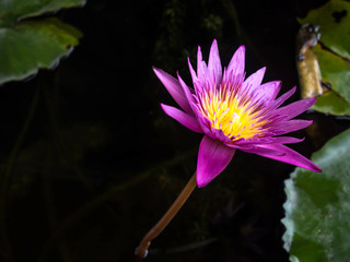 Pink lotus in the black water with leaves