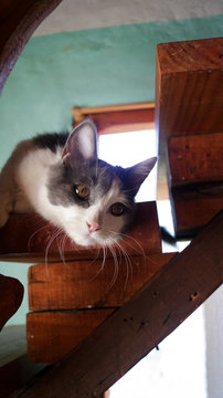 Gato mir&oacute;n