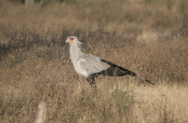 Secretary Bird
