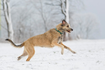 Hunde im Schnee