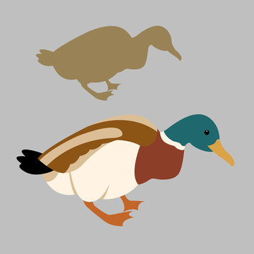 Wild duck vector illustration set style Flat