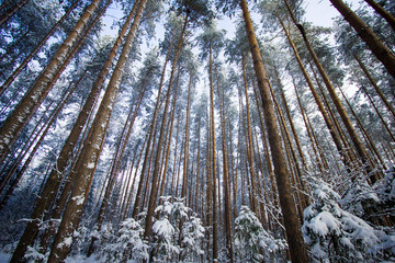 В сосновом лесу зимой
