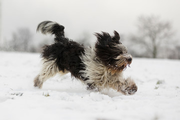 Hunde im Schnee