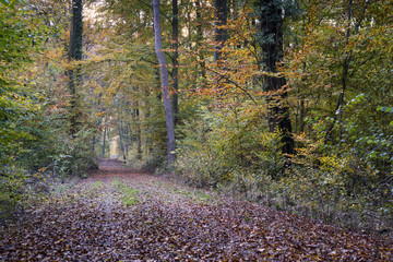 einsamer Waldweg im Herbst
