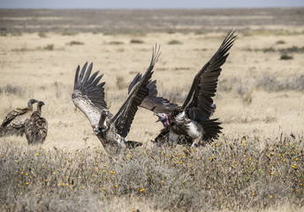 White Backed Vulture on Kill, Tanzania