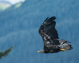 Immature Bald Eagle in Flight, Alaska