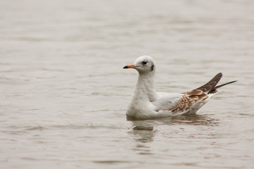 Seagull floating on the lake