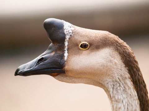 Anser cygnoides f. domestica - Chinese goose with typical basal knob