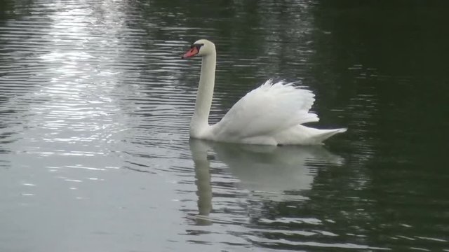 A white swan is floating slowly on the surface of the lake