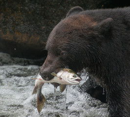 Black Bear and Salmon