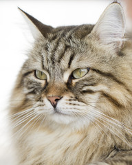 Brown tabby siberian cat foreground