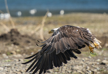 Immature Bald Eagle in Flight