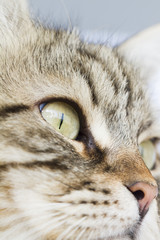 Brown tabby siberian cat foreground