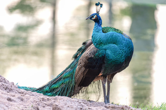 Fototapeta Portrait of beautiful peacock with green background