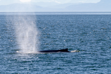 Fototapeta premium Wale 3