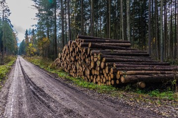 Forstweg mit Baumstämmen in Bayern