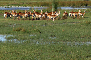 The lechwe (Kobus leche), or southern lechwe, herd at the water reservoir
