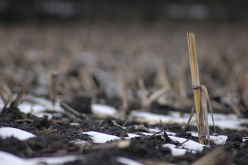 Hat reiche Frucht getragen. Winterliche Stoppeln
