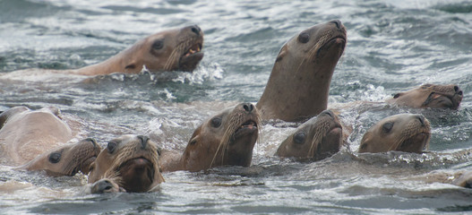 Curious Steller Sea Lions, Alaska