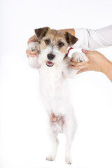 Jack Russell Terrier standing in front of camera. White background.