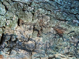 Coarse, thick bark brown, gray and bright chestnut tree, autumn