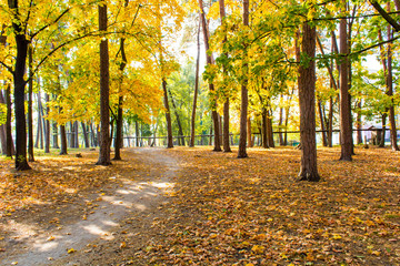 City park in autumn