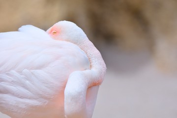 Sleeping greater flamingo