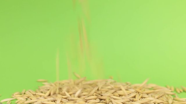 Falling grains oats on heap of oats on a green screen