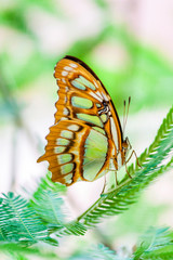 Fototapeta na wymiar Schmetterling auf Blatt
