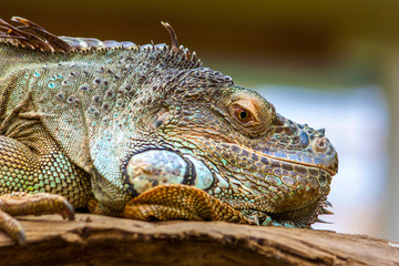 Grüner Leguan von der Seite