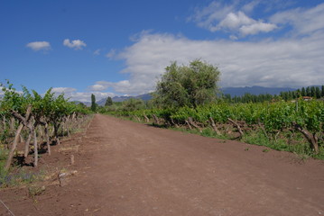 Fototapeta na wymiar Road in vineyard in Mendoza, Argentina