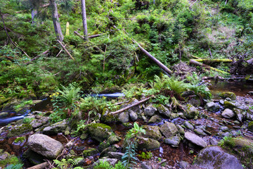 Mountain stream in a deep rocky valley with fern and fallen tree