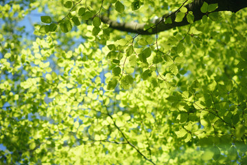 Looking up into the beech tree crown with fresh green spring lea