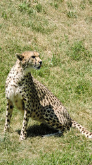 Cheetah