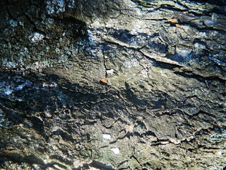 Coarse, thick bark brown, gray and bright chestnut tree, autumn