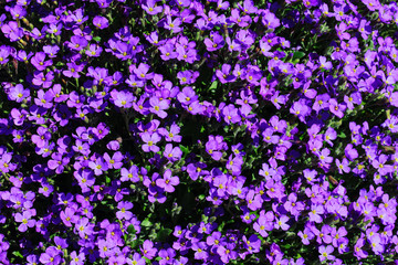 Beautiful violet Aubrieta flower field

