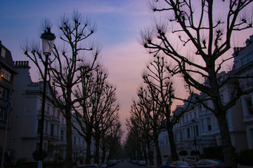 Naklejka premium autumn trees line street in sunset