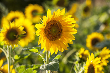 Obraz premium Sonnenblume