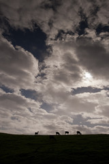 Fototapeta na wymiar Skyscape and Deer Silhouettes, Point Reyes