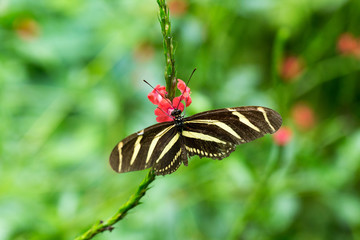 Butterfly on leave, nature background