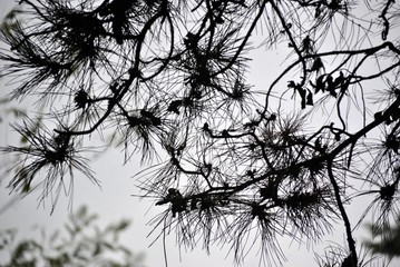 rami di pino in controluce