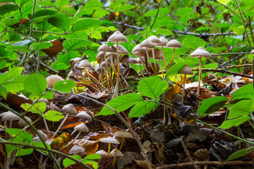 mushroom