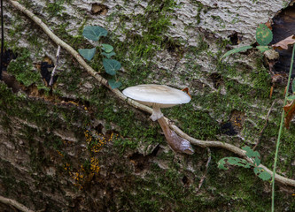 Fototapeta premium mushroom