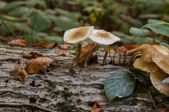 mushroom
