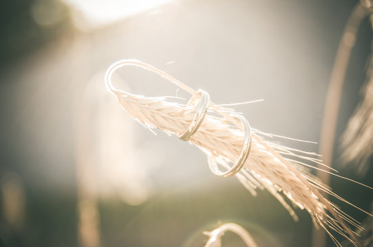 Hochzeit Ringe Gerste Weizen Feld Natur