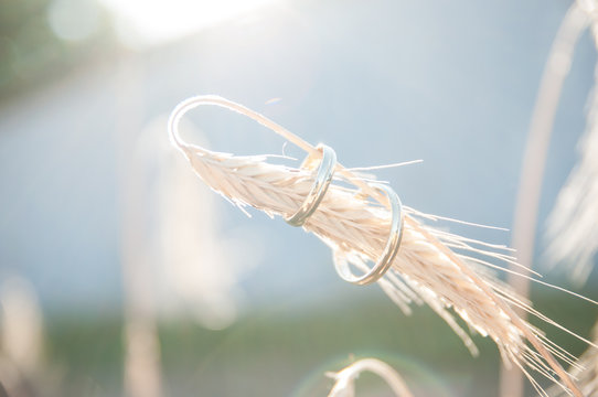 Gerste Ringe Hochzeit sommer