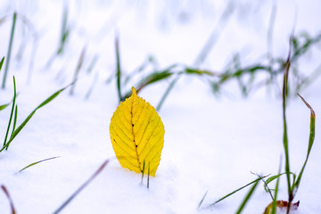 Yellow leaves in snow