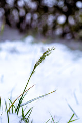 the beginning of winter, a blade of grass in a field
